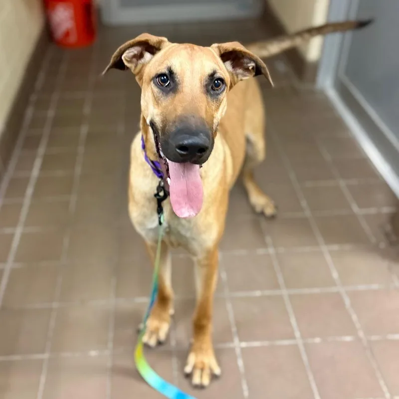 A young large-sized male Yellow / Tan / Blond / Fawn Mixed Breed dog named Squirt for adoption in New York, NY