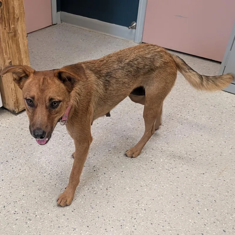 A young medium-sized female Red / Chestnut / Orange Mixed Breed dog named Bindi for adoption in Huntsville, AR