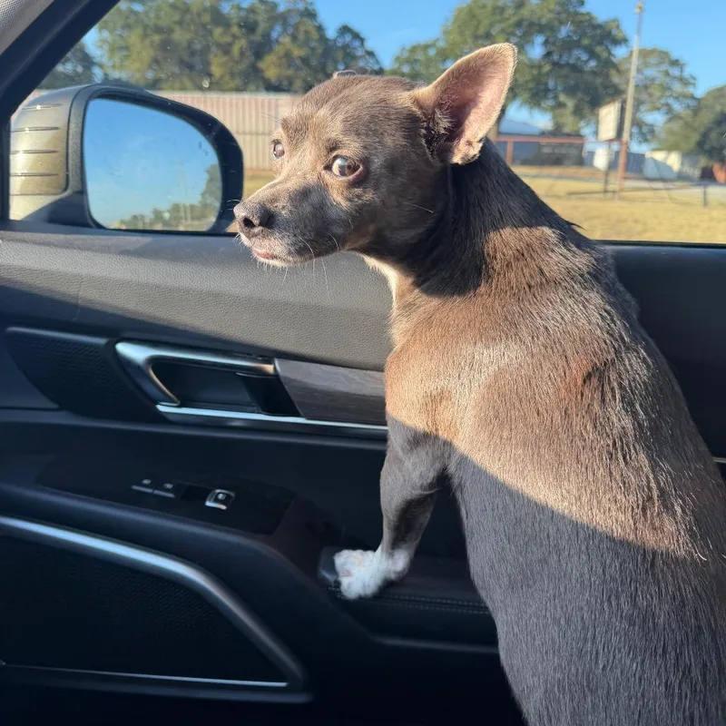 An adult small-sized male Chihuahua dog named Frankie for adoption in Aledo, TX