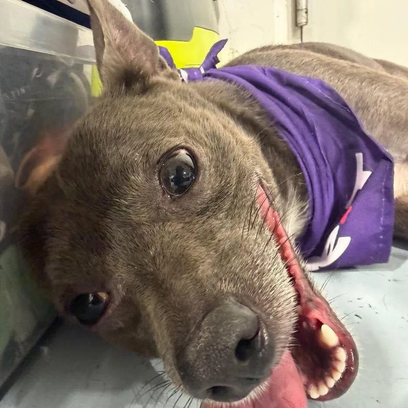 Frankie thumbnail 3