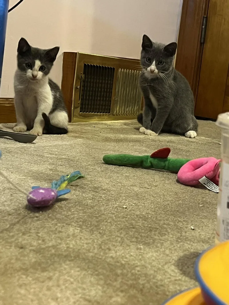 A baby medium-sized male Gray & White Domestic Short Hair cat named Moe for adoption in Yardley, PA