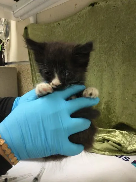 A baby small-sized female Domestic Short Hair cat named Susie for adoption in Riverside, CA