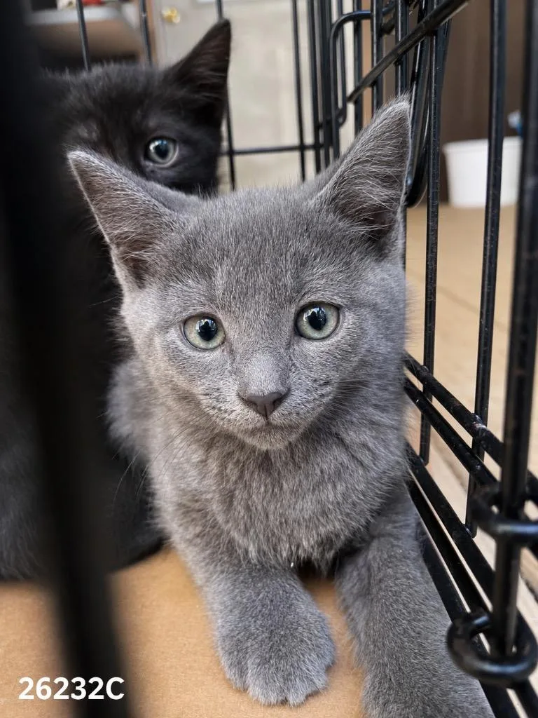 A baby large-sized male Domestic Short Hair cat named Murphy for adoption in Dalton, GA