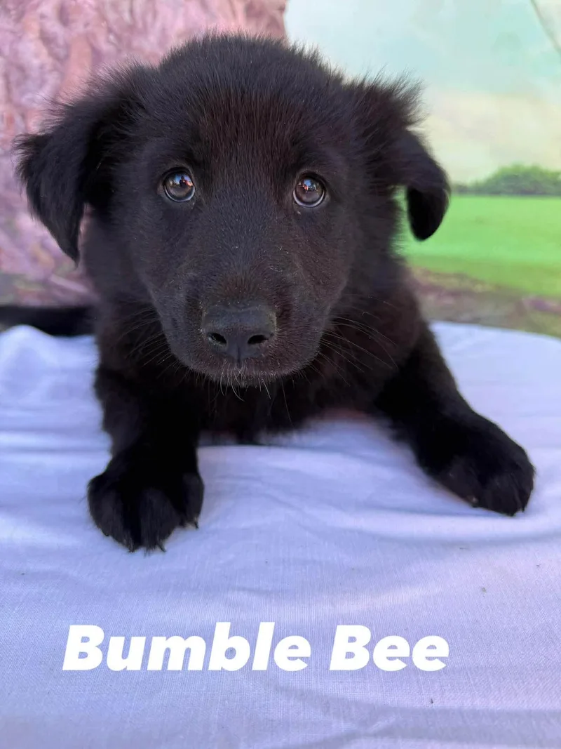 A baby medium-sized male Black Australian Shepherd dog named Bumble Bee for adoption in Ringwood, NJ