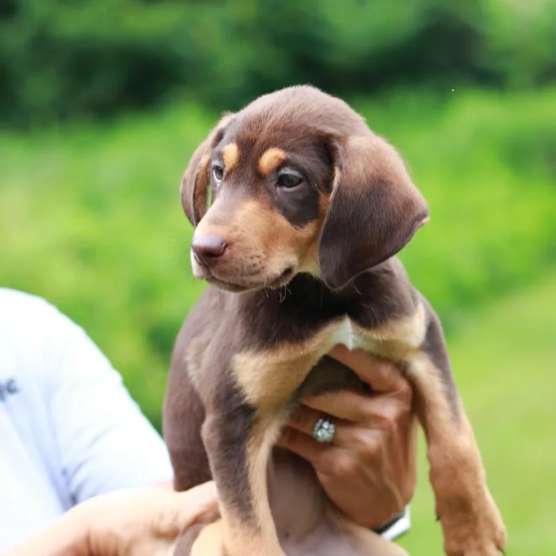 A baby medium-sized female Brown / Chocolate Pointer dog named CT Baja Blast for adoption in Eastford, CT