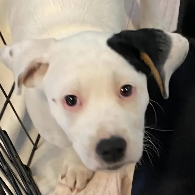 A young medium-sized female White / Cream Mixed Breed dog named Cheyenne for adoption in Middlebury, VT