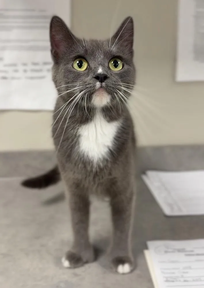 An adult medium-sized female Gray & White Domestic Short Hair cat named Sam for adoption in Bemidji, MN