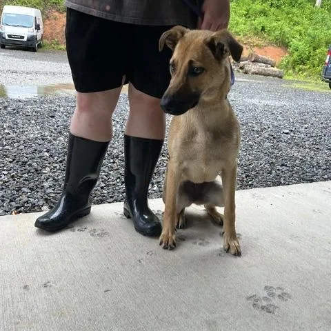 A young medium-sized female Yellow / Tan / Blond / Fawn Shepherd dog named Jane for adoption in Walden, NY