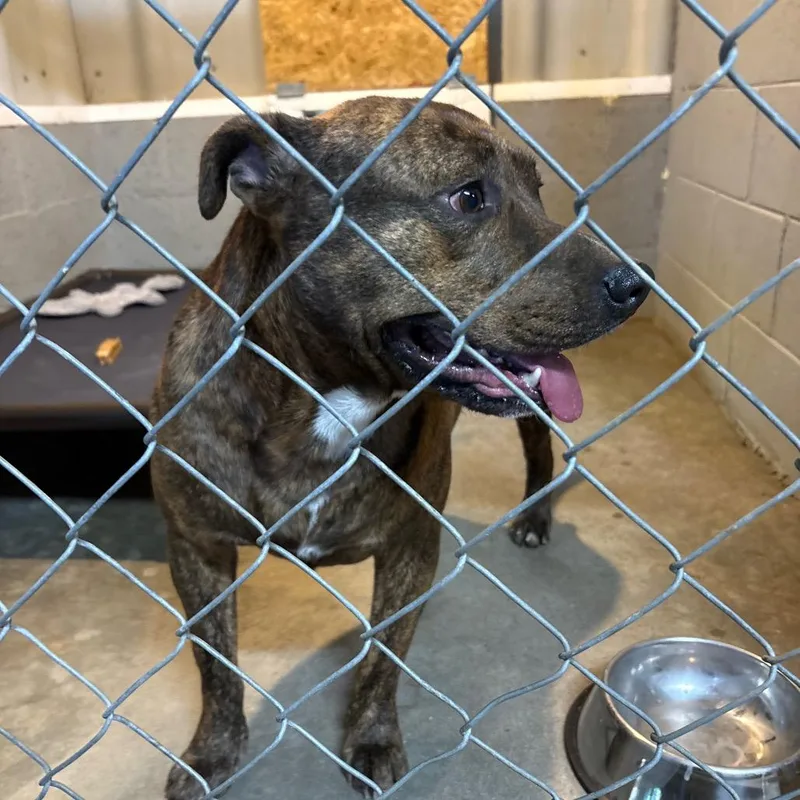 An adult large-sized male Brindle Pit Bull Terrier dog named Archibald "" for adoption in Trenton, GA