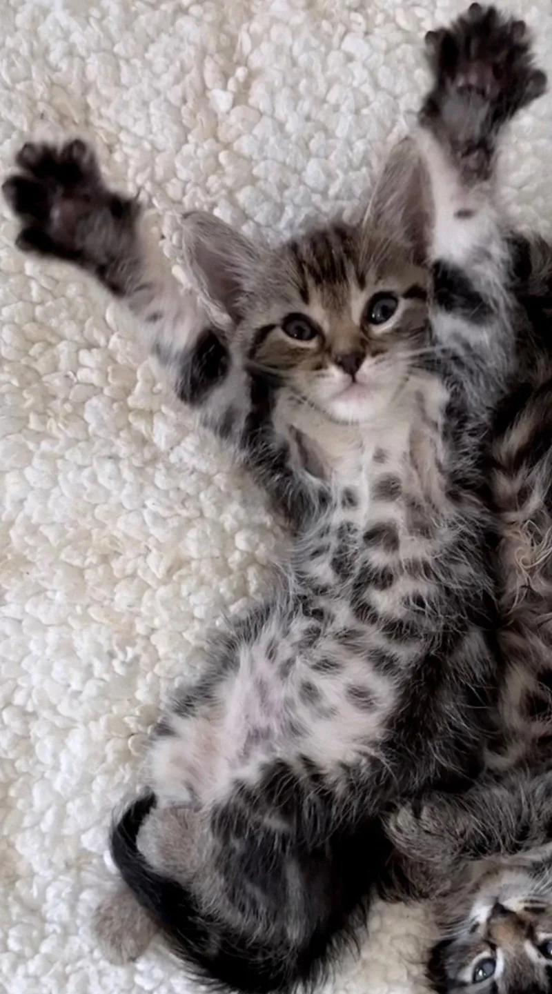 A baby medium-sized male Tabby cat named Sage for adoption in Campbell, CA