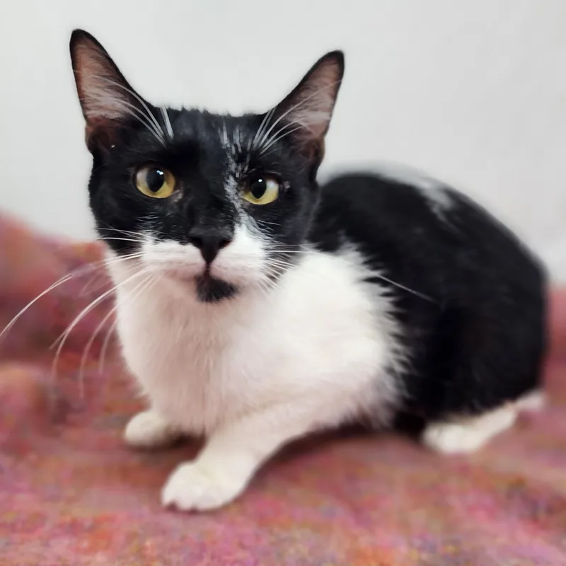 An adult medium-sized female Black & White / Tuxedo Domestic Short Hair cat named Berkey Baby for adoption in New York, NY