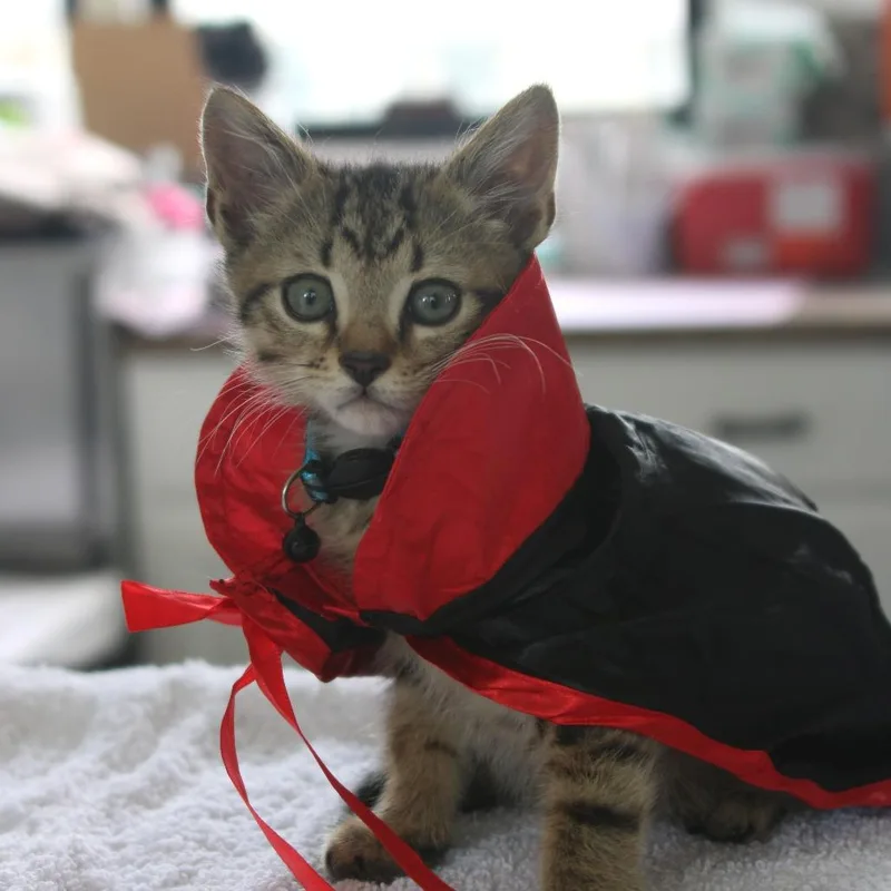 A baby small-sized male Brown / Chocolate Domestic Short Hair cat named WallE for adoption in Chapel Hill, NC