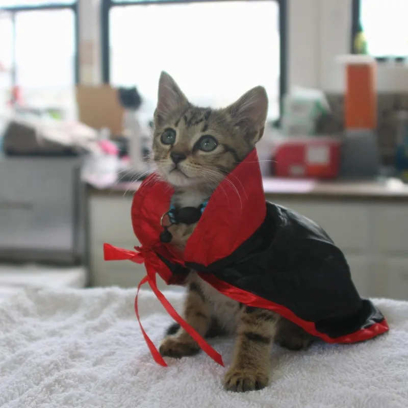 WallE thumbnail 2