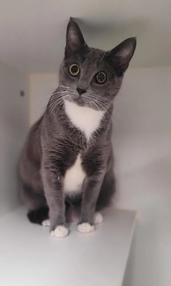 An adult medium-sized female Domestic Short Hair cat named Kasmere for adoption in El Cajon, CA