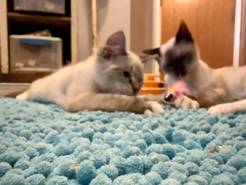 Winnie thumbnail 3
