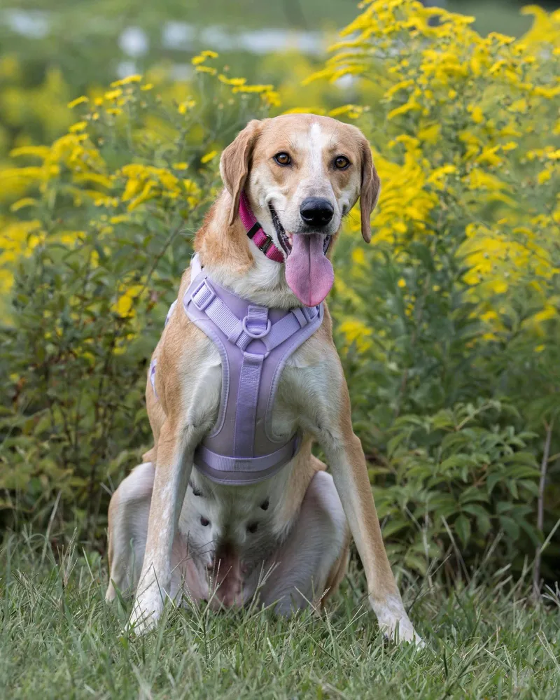 An adult large-sized female Bluetick Coonhound dog named Clover for adoption in Auburn, GA