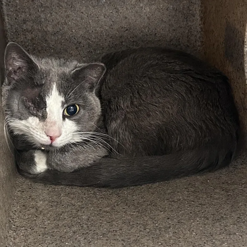 An adult medium-sized male Gray / Blue / Silver Domestic Short Hair cat named Reinhard for adoption in Philadelphia, PA