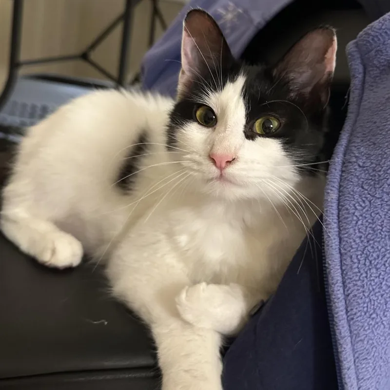 A young medium-sized female White Domestic Medium Hair cat named Cassie for adoption in Winston Salem, NC
