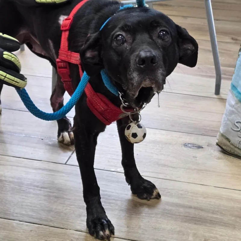 An adult medium-sized female Black Mixed Breed dog named Sophie for adoption in Newark, NJ
