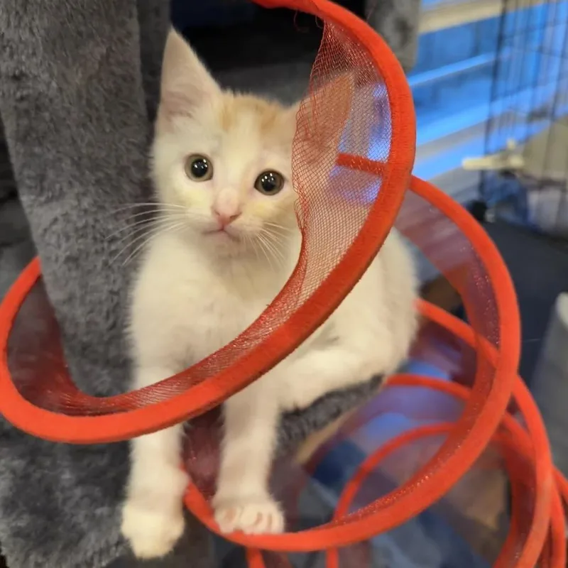 A baby small-sized male White Domestic Short Hair cat named Mac for adoption in Union, MO