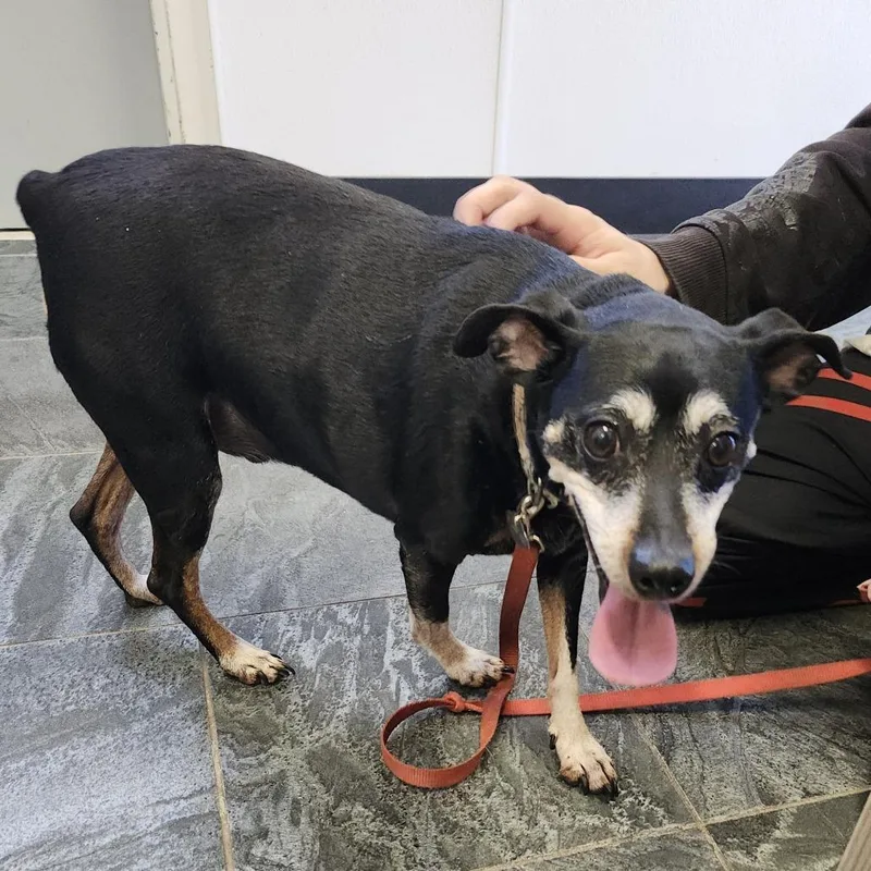 A senior small-sized male Black Miniature Pinscher dog named Gunner for adoption in Clearwater, FL