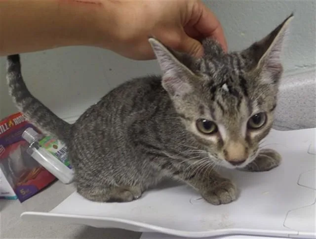A baby small-sized male Domestic Short Hair cat named Quartz for adoption in Augusta, GA