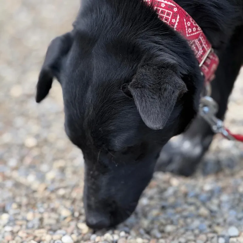 A young medium-sized female Black Cattle Dog dog named Samira for adoption in Columbia Station, OH