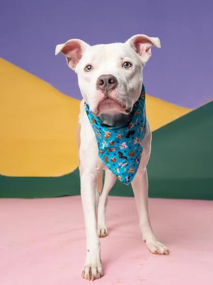 An adult large-sized male Pit Bull Terrier dog named Dean for adoption in Atlanta, GA