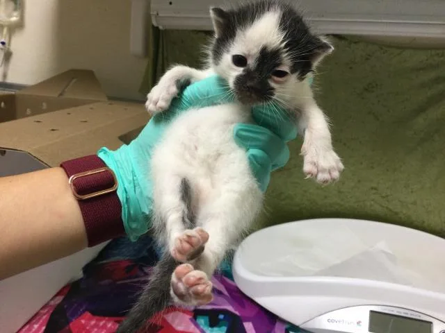 A baby small-sized male Domestic Short Hair cat named Peter for adoption in Riverside, CA