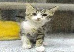 A baby small-sized male Domestic Short Hair cat named Kramer for adoption in Raleigh, NC