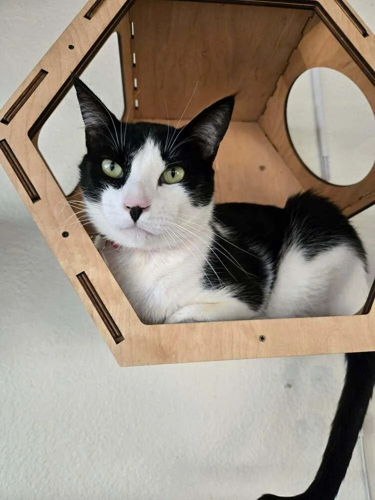 An adult large-sized male Black & White / Tuxedo Domestic Short Hair cat named Arthur for adoption in tucson, AZ