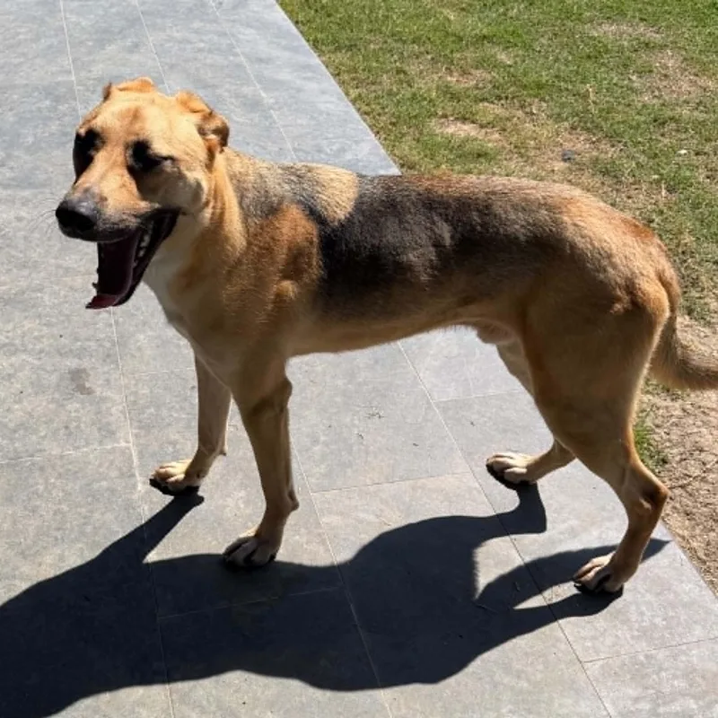 Duke