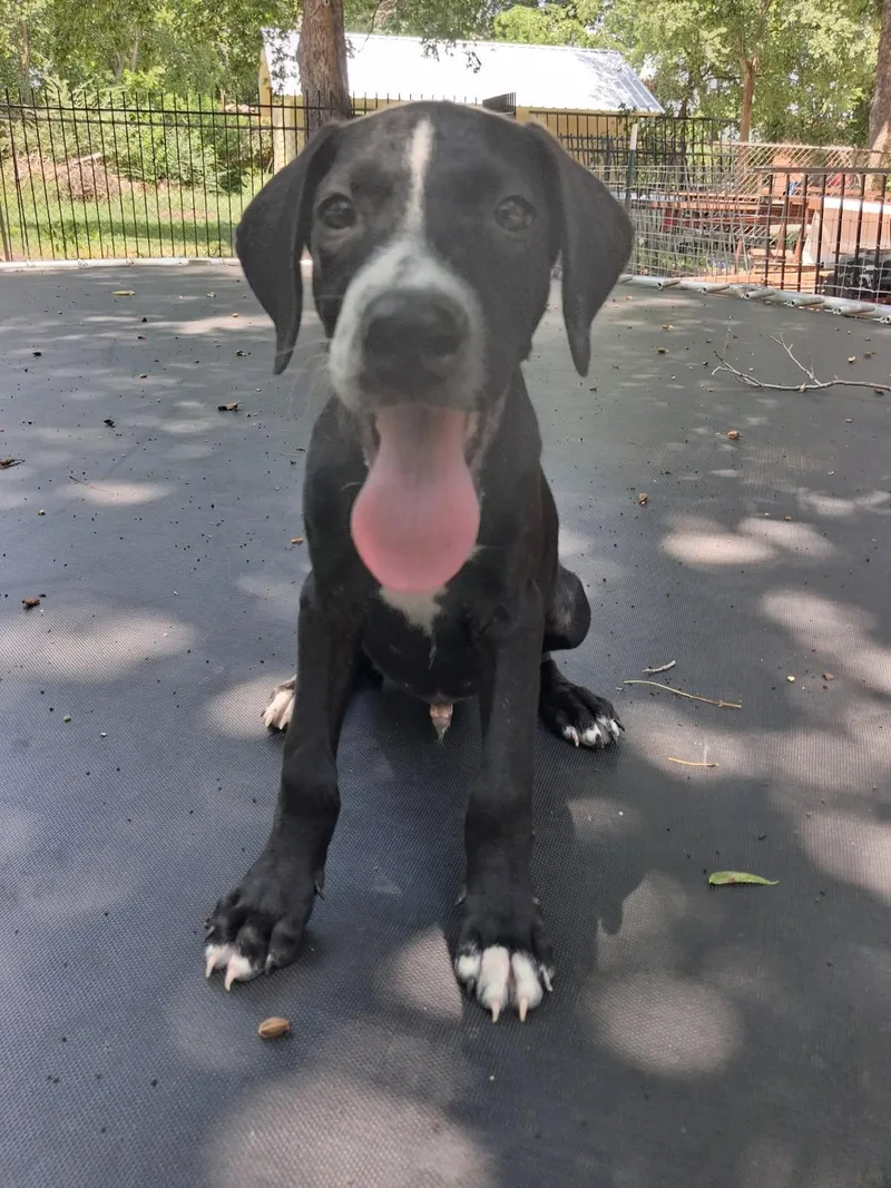 A young medium-sized male Hound dog named Panther for adoption in Fort Collins, CO