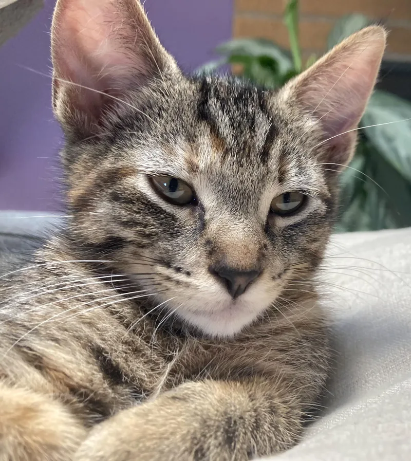 A baby medium-sized female Tabby (Brown / Chocolate) Tabby cat named Peanut for adoption in Springfield, OR