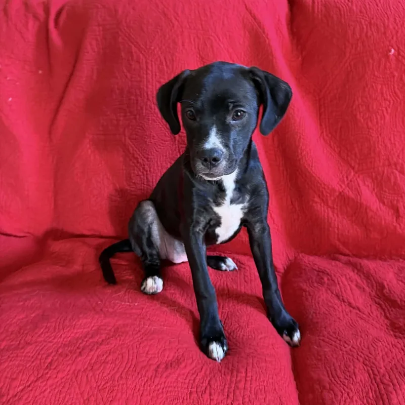 A baby medium-sized female Black Labrador Retriever dog named Edie May for adoption in Hatfield, PA