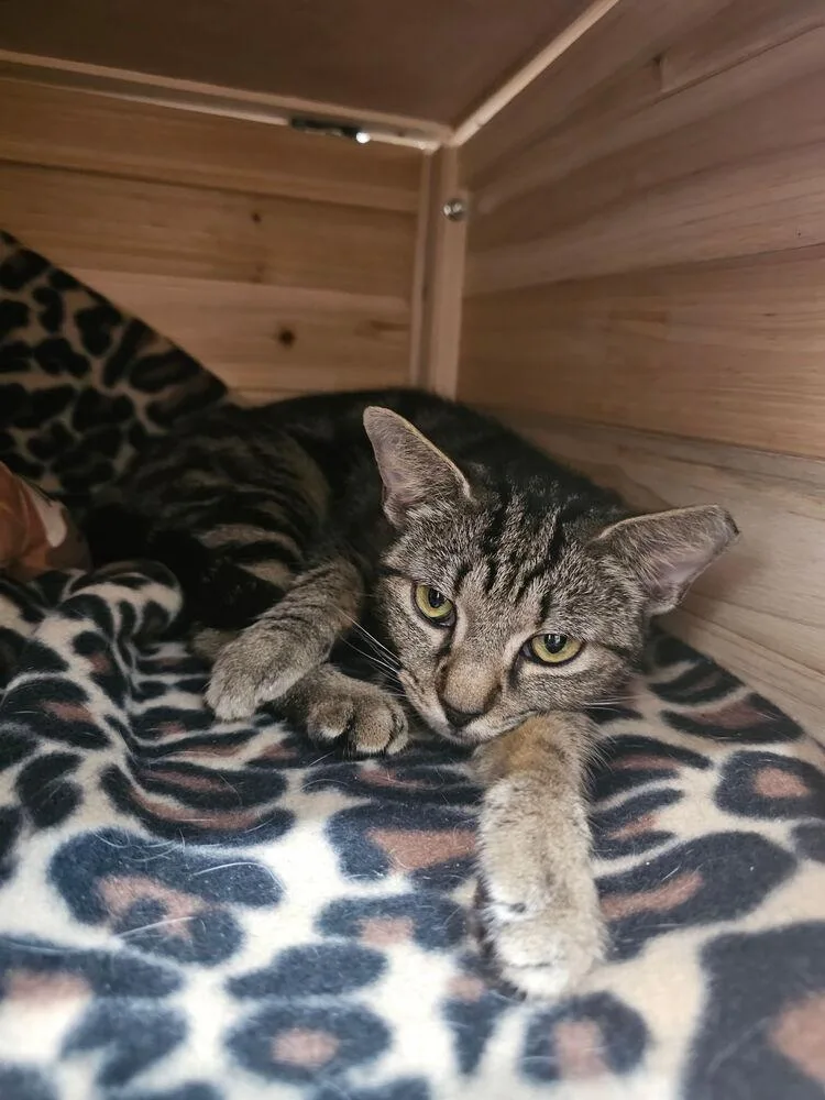 A baby small-sized female Gray / Blue / Silver Domestic Short Hair cat named Wiskerwoo for adoption in Hudson, NH