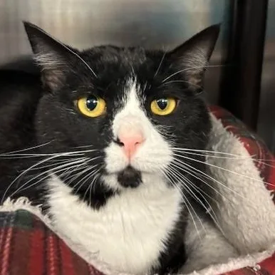 An adult medium-sized male Black & White / Tuxedo Domestic Short Hair cat named Graham for adoption in Braintree, MA
