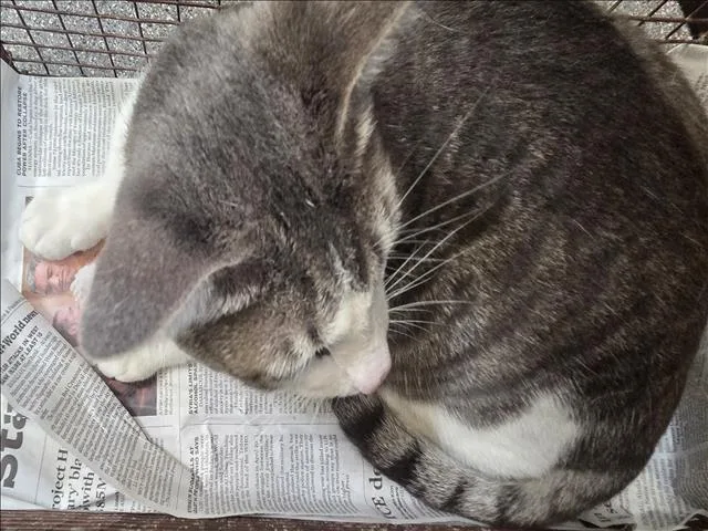 A young medium-sized male Domestic Short Hair cat named Tito for adoption in Los Angeles, CA