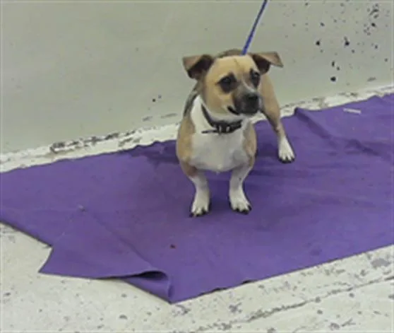 A young large-sized male Chihuahua dog named A for adoption in Houston, TX