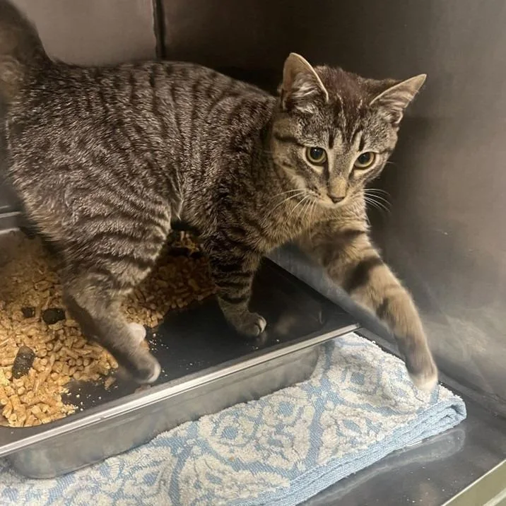 A young medium-sized male Brown / Chocolate Domestic Short Hair cat named Frick Bonded To Frack for adoption in Wilmington, DE