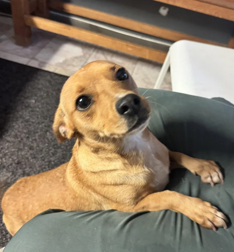 An adult small-sized female Chihuahua dog named Louise for adoption in Leavenworth, KS