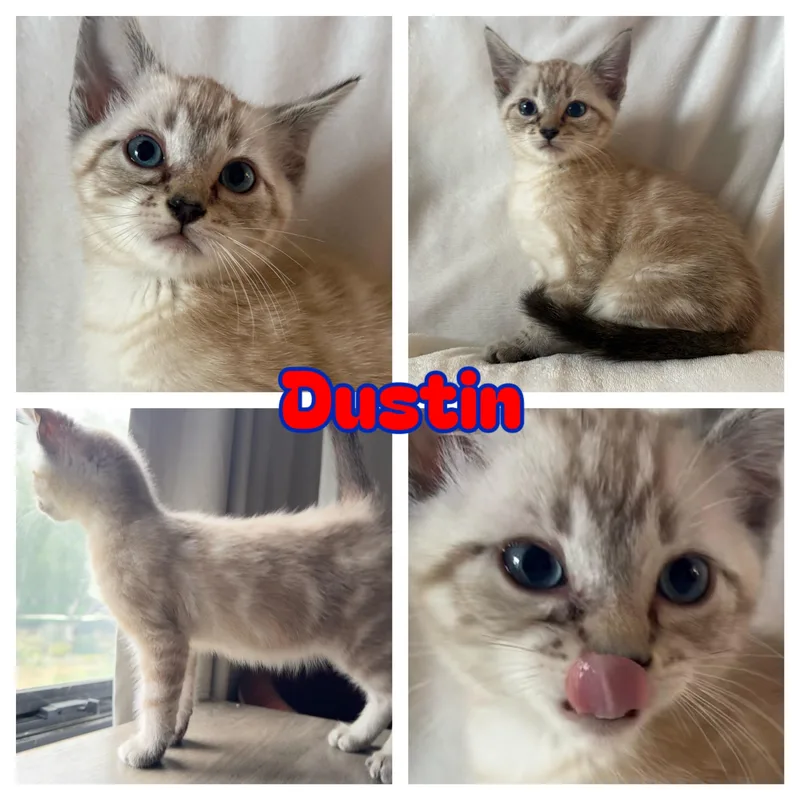 Dustin thumbnail 4