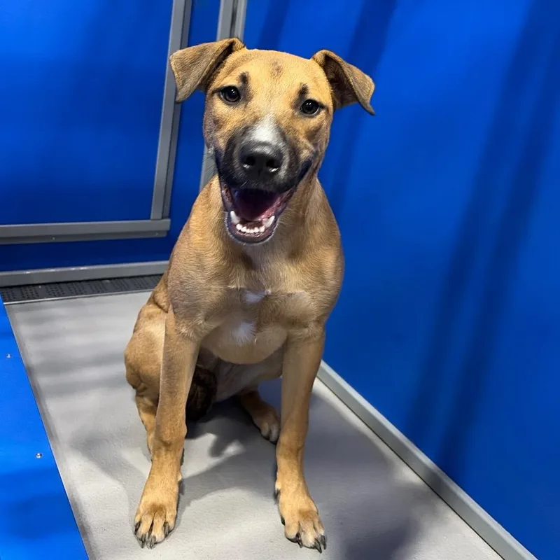 A young medium-sized female Brown / Chocolate Shepherd dog named Bambi KCAC . for adoption in Kerrville, TX