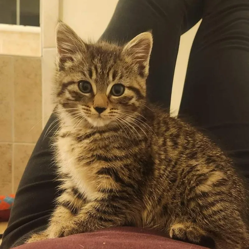 An adult medium-sized female Brown / Chocolate Domestic Short Hair cat named Kiri FKA Elle for adoption in Waldorf, MD