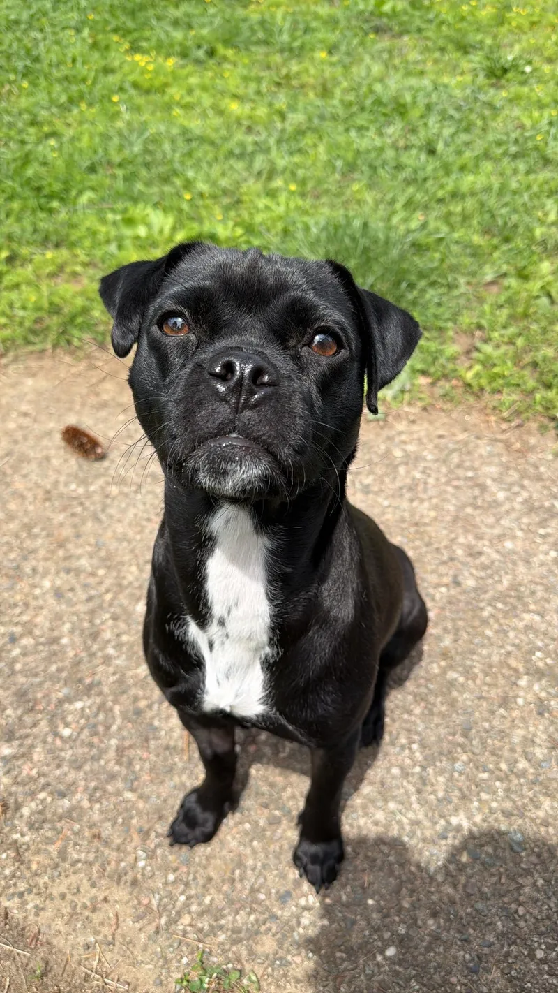 A young small-sized female Black Pug dog named Mickey for adoption in Simsbury, CT
