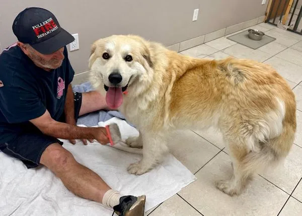 Shania Twain thumbnail 2