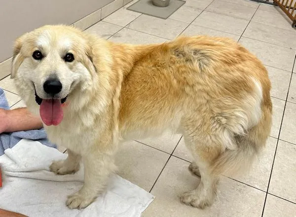 Shania Twain thumbnail 3