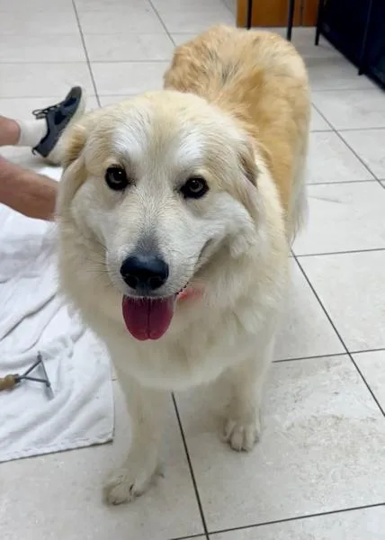 Shania Twain thumbnail 4