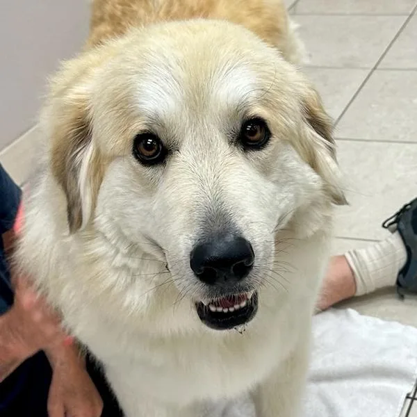 An adult large-sized female Great Pyrenees dog named Shania Twain for adoption in Los Angeles, CA