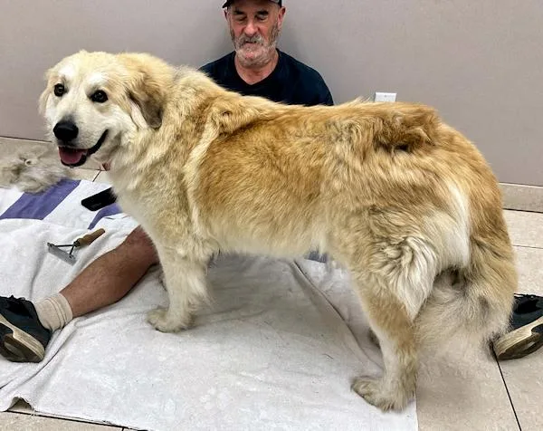 Shania Twain thumbnail 5